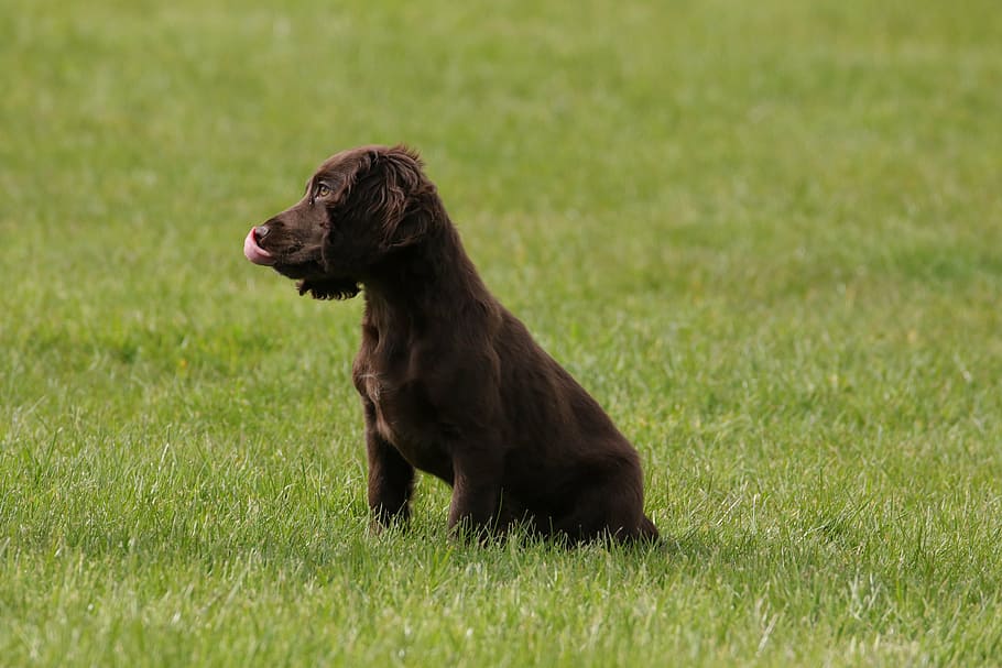 cadell, cocker, spaniel, gos, mascota, animal, caní, bonic, pura raça, marró, anglès, adorable, pell, pedigree, raça, gosset, un animal, herba, temes d'animals, mascotes, mamífer, animals domèstics, camp, cap gent, dia, planta, nacional, enfocament selectiu, naturalesa, mirant, vertebrats, color verd, mirant cap a fora, vista lateral, a l'aire lliure, vista del perfil, 5K