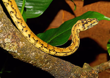 krajta, had, koberec python, constrictor, plaz, zvíře, zavřít, stupnice, krása, krmení, stvoření, terárium, elegantní, exotický, ušlechtilý, vzor, portrét, barvitý, zvířecí portrét, jedovatý, Příroda, volně žijících živočichů, les, zvířat, jednoho zvířete, obratlovců, zvířata ve volné přírodě, nikdo, detail, den, varovná cedule, část těla zvířete, větev, strom, zaměřit se na popředí, sdělení, venku, zvířecí hlavy, 4K, CC0, veřejná doména, bez autorských práv