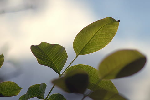 walnut, walnuts, leaf, foliage, nature, green, plant, tree, garden, sprig, sunny, plant part, green color, no people, beauty in nature, close-up, growth, outdoors, sunlight, sky, day, selective focus, focus on foreground, copy space, freshness, summer, twig, 4K, CC0, public domain, royalty free
