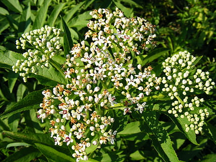 danewort, ebulus, ældre, blomster, urteagtige, Sambucus, ukrudtsplante, planter, plante, blomst, skønhed i naturen, blomstrende plante, vækst, grøn farve, skrøbelighed, friskhed, sårbarhed, plante del, natur, blad, tæt på, ingen mennesker, dag, hvid farve, udendørs, botanik, høj vinkel visning, blomsterhoved, forår, flok blomster, lilla, 2K, CC0, offentligt domæne, royaltyfrie