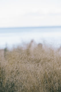 withered grass, Withered, grass, nature, sea, beach, outdoors, landscape, no People, sky, scenics, blue, coastline, water, summer, field, horizon over water, day, beauty in nature, land, tranquility, scenics - nature, plant, tranquil scene, horizon, growth, 4K