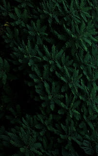plante cu frunze verzi, pădure, copac, ramură, ace de pin, vesnic verde, fundaluri, creştere, nici o persoana, cadru complet, Culoarea verde, plantă, natură, frumusețe în natură, zi, ferigă, frunze, a închide, parte a plantelor, îngheţat, abundenţă, în aer liber, vedere în unghi mare, model, Brad, conifer, 4K, CC0, domeniu public, fără drepturi de autor