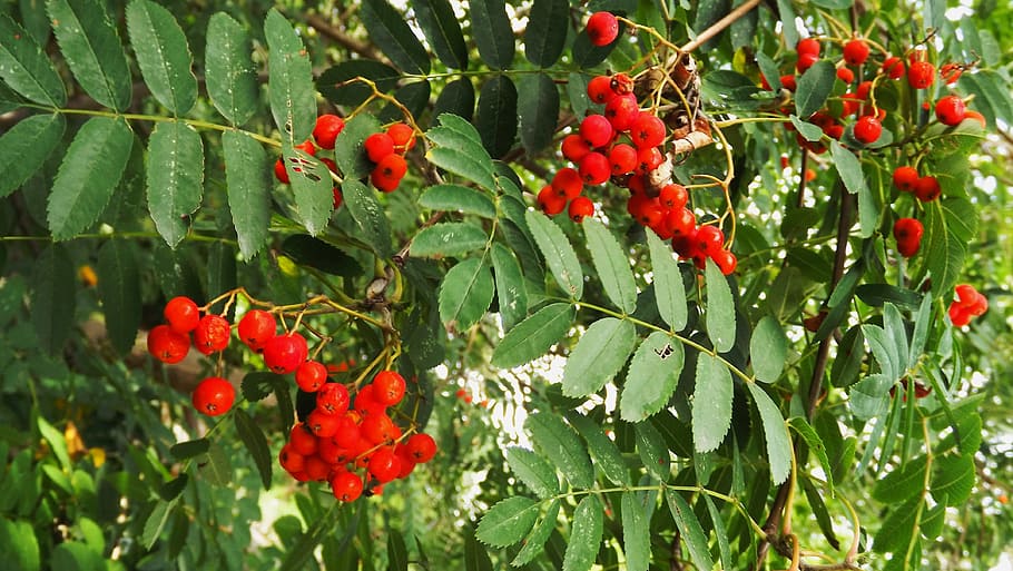 flora, arbre, rowan, vermell, fruita, fullatge, naturalesa, estiu, creixement, menjar i beguda, planta, menjar, part de la planta, full, frescor, alimentació saludable, color verd, bellesa a la natura, fruites de baies, dia, cap gent, primer pla, a l'aire lliure, centrar-se en primer pla, rowanberry, madur, 4K