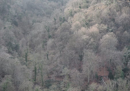 bomen, winter, Bos, landschap, kaal, bladerloos, zonlicht, boom, fabriek, schoonheid in de natuur, groei, geen mensen, land-, mist, kalmte, dag, natuur, rustige scène, scenics - natuur, niet-stedelijke scène, buitenshuis, milieu, hoge hoekmening, achtergronden, 4K, CC0, publiek domein, royaltyvrij