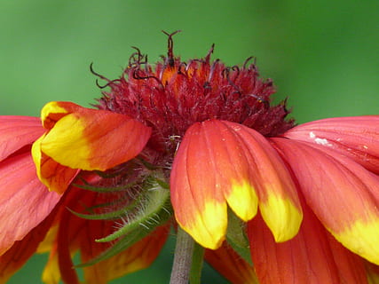 sole, birre, helenium, compositi, il sole prepara, Asteraceae, fiore, fiorire, fioritura, giardino floreale, flora, fiore estivo, giallo, arancia, rosso, vicino, macro, avvicinamento, nessuno, petalo, insetto, fragilità, pianta fiorita, freschezza, pianta, vulnerabilità, bellezza nella natura, testa di fiore, crescita, infiorescenza, invertebrato, natura, polline, temi animali, animali allo stato selvatico, fauna selvatica, all'aperto, impollinazione, 2K, CC0, dominio pubblico, privo di copyright