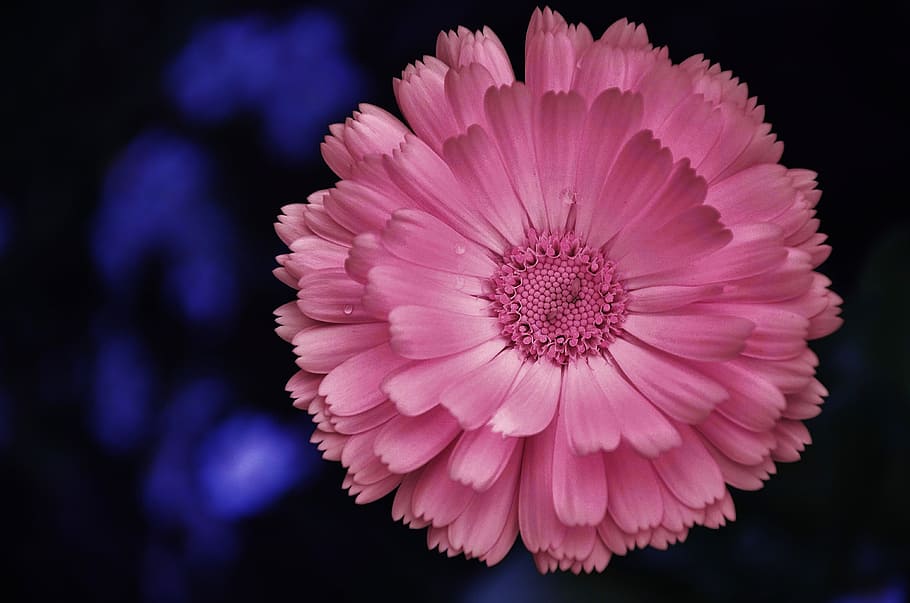 tæt, Foto, lyserød, blomst, gerbera, germini, forår, kærlighed, duft, romantisk, Valentins Dag, makro, blomstrende plante, lyserød farve, plante, kronblad, sårbarhed, skønhed i naturen, blomsterstand, skrøbelighed, blomsterhoved, tæt på, friskhed, natur, vækst, ingen mennesker, sort baggrund, studio skud, indendørs, pollen, 4K
