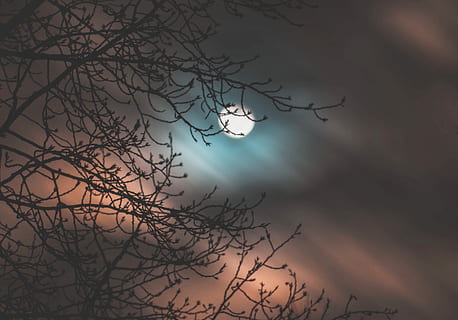 foto, lua, período noturno, silhueta, ramo, lua cheia, noite, Sombrio, árvore, floresta, céu, árvore nua, plantar, nuvem - céu, beleza na natureza, natureza, ninguém, scenics - natureza, visão de baixo ângulo, tranquilidade, ao ar livre, cena tranquila, por do sol, crepúsculo, astronomia, luar, planta morta, lua planetária, 4K, CC0, domínio público, royalty free