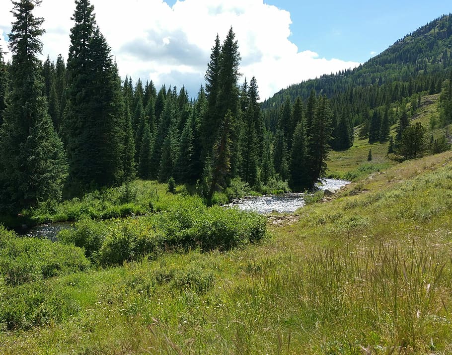 muntanyes, paisatge, arbres, bosc, verd, corrent, vall, cel, blau, pins, senderisme, prat, a l'aire lliure, medi ambient, paisatge de muntanya, natural, llum solar, núvols, ruta de senderisme, naturalesa inspiradora, ruta, caminar, peix, arbre, naturalesa, pi, núvol - cel, muntanya, planta, bellesa a la natura, color verd, creixement, tranquil·litat, escena tranquil·la, terra, escenics - natura, herba, escena no urbana, cap gent, dia, aigua, aigua que flueix, 1080P