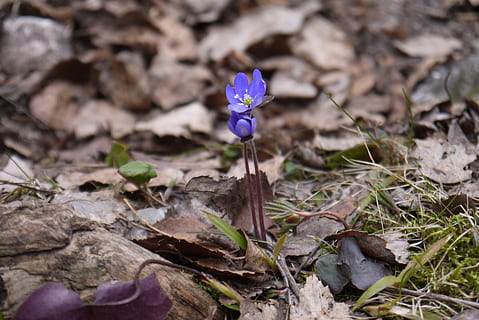 Blume, Blattfeder, Natur, Farben, Blatt, Frühling, Pflanze, Nahansicht, lila, draußen, Blütenkopf, Wachstum, Zerbrechlichkeit, blühende Pflanze, Verletzlichkeit, Frische, Schönheit in der Natur, Blütenblatt, Feld, Land, Tag, keine Leute, Blütenstand, Pflanzenteil, Iris, Krokus, 4K, CC0, gemeinfrei, lizenzfrei