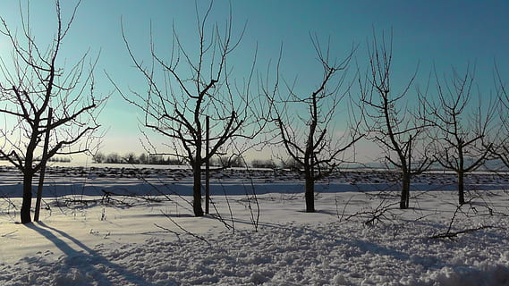 wintry, snow, winter, tree, snowy, winter magic, snow magic, landscape, rest, cold, trees, winter dream, cold temperature, bare tree, nature, beauty in nature, no people, sky, plant, tranquility, scenics - nature, tranquil scene, frozen, covering, day, branch, environment, non-urban scene, outdoors, dead plant, 2K, CC0, public domain, royalty free