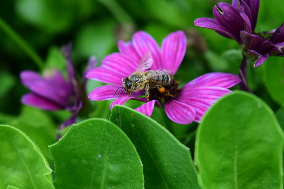 composites, abella, abella vella, pol·len, recollir, menjar, famolenc, cansat, planta amb flors, flor, bellesa a la natura, planta, primer pla, frescor, vulnerabilitat, fragilitat, pètal, fauna animal, creixement, full, part de la planta, cap de flor, animal, animals a la natura, insecte, invertebrat, cap gent, temes d'animals, porpra, color rosa, a l'aire lliure, polinització, 5K