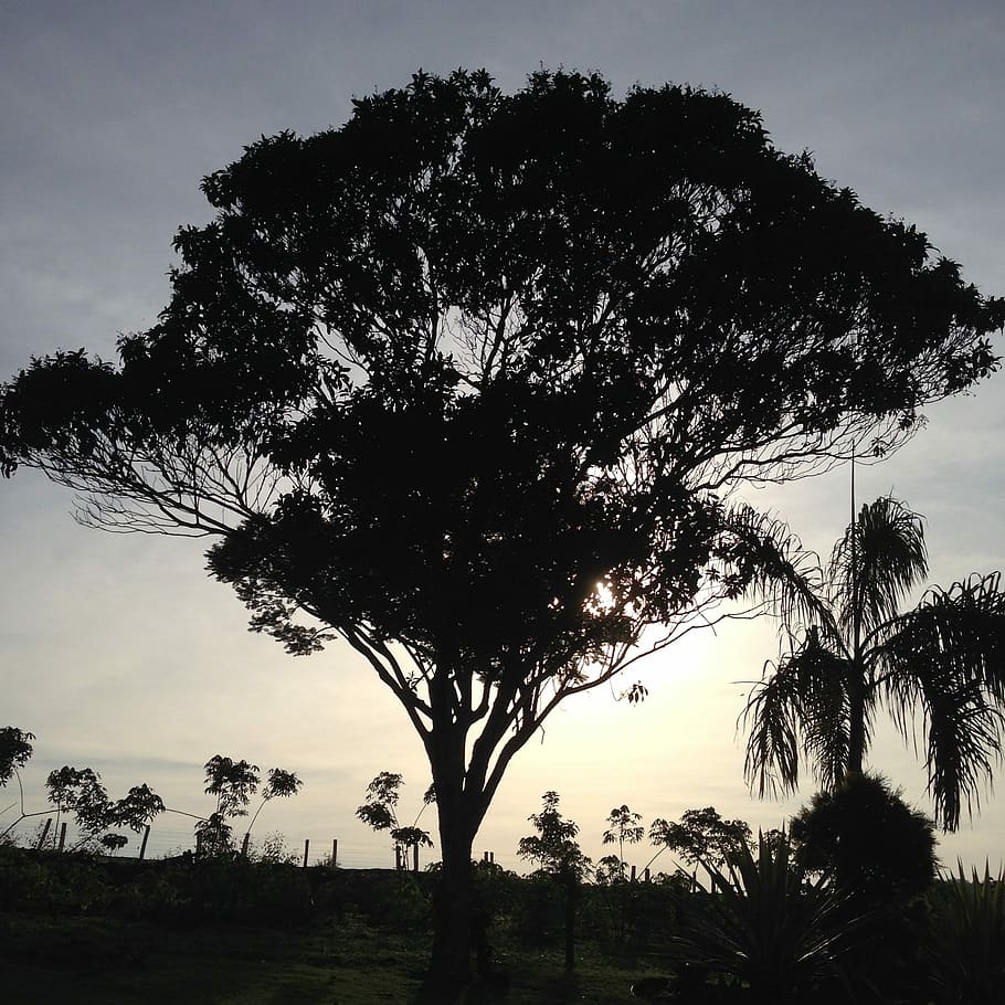 annapolis, arbre, alba, silueta, cap gent, núvol - cel, a l'aire lliure, naturalesa, planta, cel, creixement, bellesa a la natura, tranquil·litat, escena tranquil·la, escenics - natura, clima tropical, posta de sol, terra, camp, escena no urbana, Palmera, medi ambient, 1080P