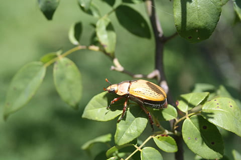 insetto, scarafaggio, natura, piccolo, colorato, antenne, torace, selvaggio, entomologia, all'aperto, vita, invertebrato, foglia, animali allo stato selvatico, un animale, temi animali, pianta, giorno, parte vegetale, animale, fauna selvatica, crescita, avvicinamento, nessuno, colore verde, bellezza nella natura, concentrarsi sulle conoscenze acquisite, 4K, CC0, dominio pubblico, privo di copyright
