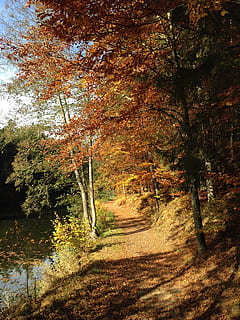 verd, arbre, llac, camí forestal, arbres, llum solar, ombra, lluny, tardor, fulles, banc, vora del riu, naturalesa, bosc, full, a l'aire lliure, groc, paisatge, temporada, escenics, bellesa a la natura, planta, canvi, tranquil·litat, creixement, cap gent, escena tranquil·la, escenics - natura, direcció, terra, el camí a seguir, dia, escena no urbana, color taronja, caure, col·lecció de tardor, 2K, CC0, domini públic, lliure de regalies
