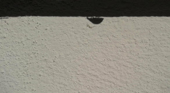 ladybug, insect, shadow, wall, black and white, wall - Building Feature, backgrounds, cement, concrete, textured, no people, land, nature, day, landscape, environment, sand, copy space, one animal, outdoors, high angle view, emotion, architecture, rural scene, snow, water, winter, animal, arid climate, 1080P, CC0, public domain, royalty free