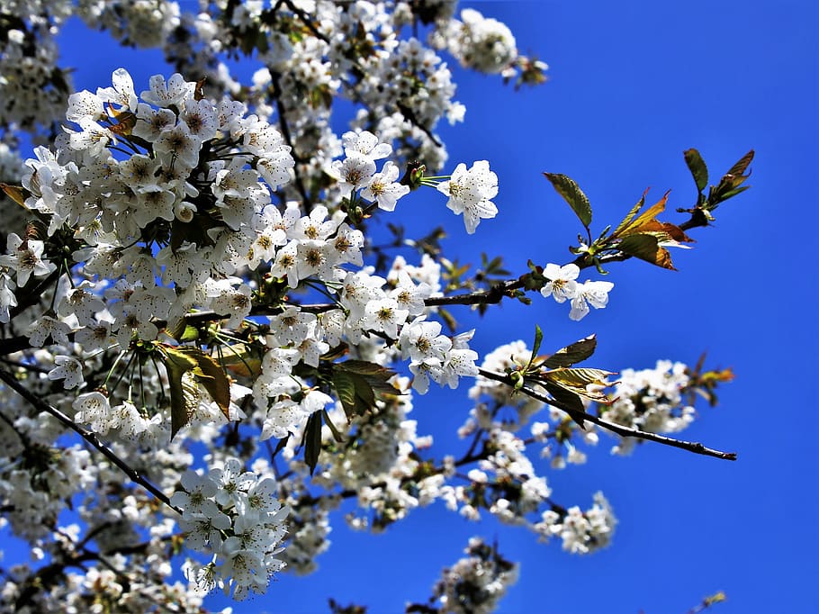 vår, blomst, tre, gren, årstid, natur, friskheten, blomstringen, knopp, blå himmel, anlegg, hage, en hage plante, vakre blomster, hageplanter, blomstrende plante, skjørhet, friskhet, skjønnhet i naturen, vekst, blå, blomstre, våren, sårbarhet, nærbilde, himmel, ingen folk, hvit farge, blomsterhodet, lav vinkel visning, utendørs, kirsebærblomst, lilla, kirsebærtre, 5K