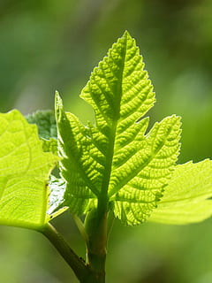 folha, folha de figo, surto, luz de fundo, parte da planta, cor verde, plantar, crescimento, fechar-se, beleza na natureza, natureza, dia, ninguém, foco seletivo, ao ar livre, veia da folha, focar em primeiro plano, frescura, sai, vulnerabilidade, luz solar, botânica, fragilidade, 2K, CC0, domínio público, royalty free