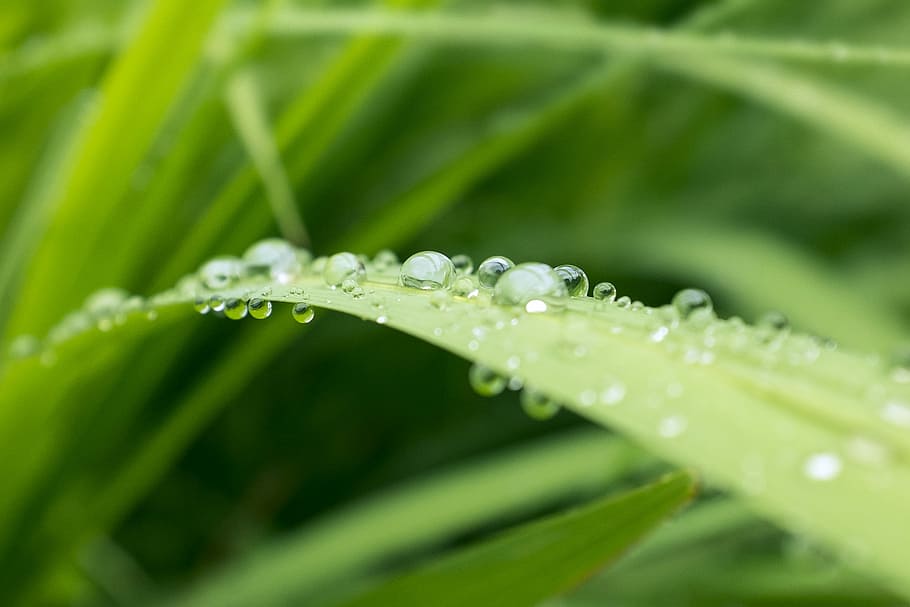 tret macro, gotes d’aigua, verd, herba, fotografia macro, gota d'aigua, full, tirar, rosada, gota, gota de pluja, aigua, fresc, naturalesa, humit, líquid, puresa, macro, pluja, part de la planta, color verd, frescor, planta, primer pla, bellesa a la natura, creixement, cap gent, a l'aire lliure, enfocament selectiu, fulla d'herba, 2K