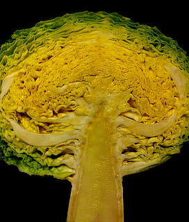 cabbage, tree, legume, leaf, heart, plant, black background, studio shot, close-up, indoors, yellow, no people, freshness, green color, water, wellbeing, vulnerability, fragility, detail, nature, growth, still life, food and drink, 1080P, CC0, public domain, royalty free