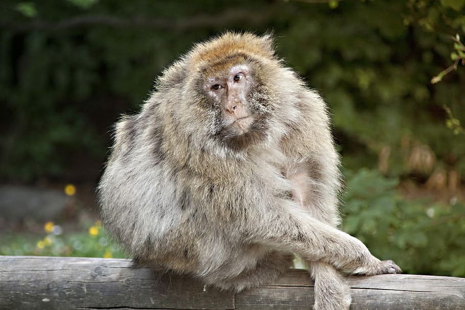 scimmia, Salem, vecchio, animali, seduta, montagna delle scimmie vicino a Salem, un animale, animali allo stato selvatico, all'aperto, giorno, fauna selvatica, mammifero, primate, concentrarsi sulle conoscenze acquisite, vertebrato, nessuno, macaco giapponese, capelli, legno - materiale, peli di animali, ritratto, guardando la fotocamera, babbuino, 4K