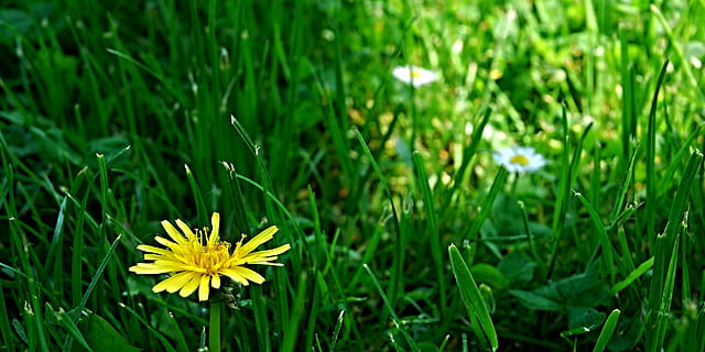 camino, luces, hierba, ligero, césped, diente de león, flor, verde, amarillo, macro, las flores, margaritas, sombra, naturaleza, prado, color verde, verano, planta, primavera, al aire libre, frescura, planta floreciendo, crecimiento, belleza en la naturaleza, fragilidad, vulnerabilidad, pétalo, cabeza de flor, inflorescencia, campo, de cerca, tierra, nadie, centrarse en primer plano, brizna de hierba, 2K, CC0, dominio público, libre de derechos