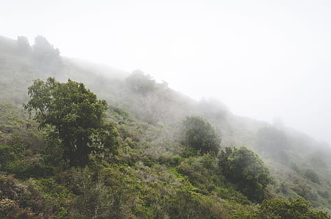 antenn, fotografi, dimmig, skog, skott, täckt, dimma, grönt berg, dagg, dag, tid, träd, natur, berg, utomhus, landskap, scenics, kulle, inget folk, växt, scenics - natur, skönhet i naturen, miljö, lugn, lugn plats, landa, himmel, icke-urbana scenen, tillväxt, regn, regnskog, bergstopp, 4K, CC0, offentligt domän, royaltyfria