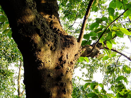 Baum, Schatten, Ast, Licht und Schatten, Frühling, Pflanze, Kofferraum, Baumstamm, Wachstum, Flachwinkelansicht, Natur, grüne Farbe, keine Leute, Tag, Pflanzenteil, Schönheit in der Natur, Blatt, Wald, draußen, Ruhe, Fokus auf den Vordergrund, Tierwelt, Sonnenlicht, direkt darunter, Borke, Baumkrone, 2K, CC0, gemeinfrei, lizenzfrei