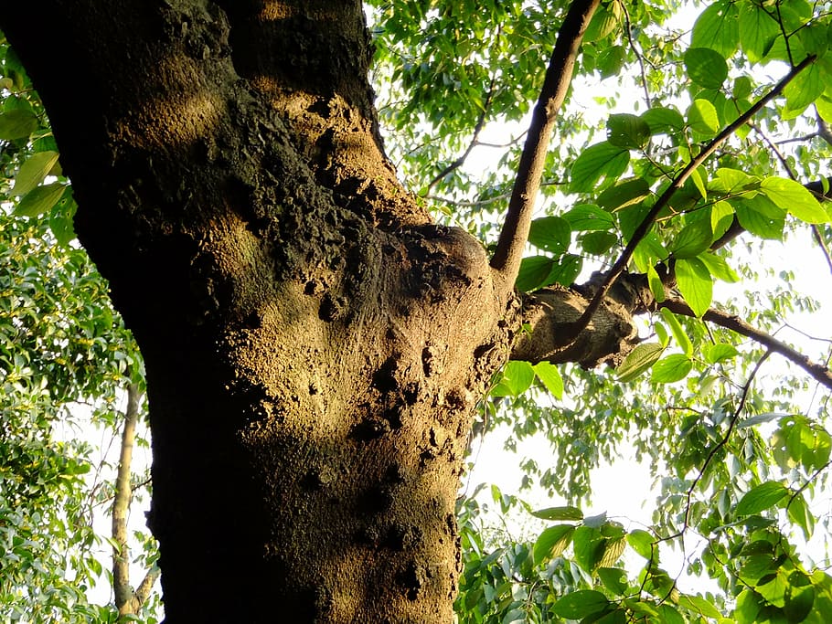 Baum, Schatten, Ast, Licht und Schatten, Frühling, Pflanze, Kofferraum, Baumstamm, Wachstum, Flachwinkelansicht, Natur, grüne Farbe, keine Leute, Tag, Pflanzenteil, Schönheit in der Natur, Blatt, Wald, draußen, Ruhe, Fokus auf den Vordergrund, Tierwelt, Sonnenlicht, direkt darunter, Borke, Baumkrone, 2K