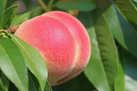 closeup, photo, red, fruiot, also, momo, peach, leaf, pink, fukushima prefecture, fukushima, summer, midori, green, plant part, food and drink, food, freshness, close-up, plant, fruit, growth, nature, no people, pink color, healthy eating, agriculture, green color, beauty in nature, outdoors, tree, ripe, 5K, CC0, public domain, royalty free