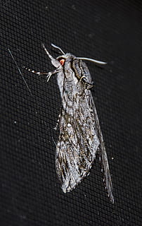 molie, mare, insectă, gri, negru, sălbatic, aripă, noapte, queensland, Australia, animale tematice, animal, un animal, animale sălbatice, animale în sălbăticie, nevertebrat, a închide, nici o persoana, natură, să se concentreze asupra primelor elemente, animal aripă, zi, pasăre, animale vertebrate, zoologie, direct deasupra, partea corpului animalului, model, în aer liber, fluture - insectă, 2K, CC0, domeniu public, fără drepturi de autor