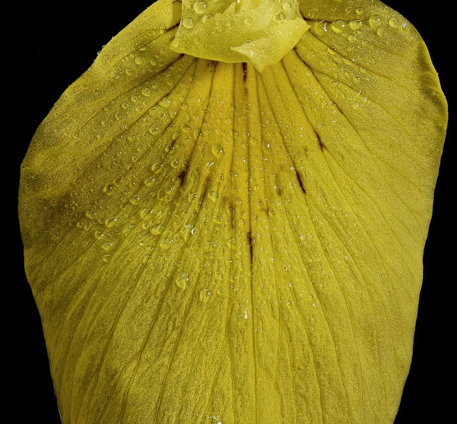 bažina iris, zblízka, makro, zavřít, květ, dešťová kapka, dewdrop, korálky, mokré, odkapávat, iris pseudacorus, duhovka, žlutý květ, morgentau, kapka vody, iridaceae, žlutá duhovka, voda-meč lilie, rostlina, hlavní louky, lilie, svěžest, detail, černé pozadí, studio shot, krása v přírodě, voda, růst, pokles, kvetoucí rostlina, Příroda, nikdo, okvětní lístek, zranitelnost, křehkost, květu hlavy, květenství, pyl, venku, rosa, 4K