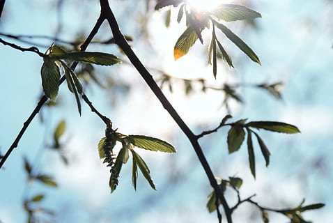 sol, vår, tre, natur, solfylt, oppvåkning, baklys, skog, Magnolia Tree, grener, gren, blad, utendørs, anlegg, årstid, vekst, fokusere på forgrunnen, nærbilde, skjønnhet i naturen, plante del, ingen folk, himmel, dag, lav vinkel visning, friskhet, kvist, sårbarhet, skjørhet, sollys, 4K, CC0, offentlig domene, opphavsrett gratis