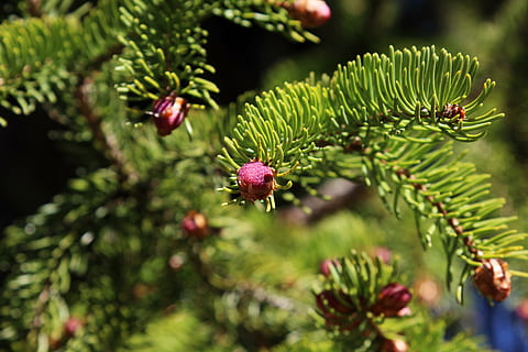 Skov, forår, knop, træ, natur, grøn, solrig, sollys, nåletræ, nåle, gran, plante, grøn farve, skønhed i naturen, tæt på, plante del, blad, ingen mennesker, vækst, afdeling, selektiv fokusering, fokus på forgrunden, dag, fyrretræ, blomst, Pinaceae, udendørs, nål - plante del, eviggrønne træ, 5K, CC0, offentligt domæne, royaltyfrie