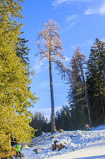 hdr, rang dinàmic alt, processament digital, digital, alt contrast, imatge hdr, contrast, dinàmica, fotografia hdr, hivern, gelada, gelades, brisa, fred, paisatge, biathlon, neu, fred d'hivern, arbre, planta, temperatura de fred, bellesa a la natura, tranquil·litat, naturalesa, cel, terra, dia, creixement, escena tranquil·la, cap gent, escena no urbana, escenics - natura, cobertura, llum solar, tronc de l'arbre, a l'aire lliure, canvi, 4K, CC0, domini públic, lliure de regalies