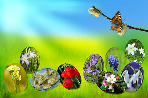 uova di Pasqua, primavera, sole, erba verde, Pasqua, uova, erba, verde, cielo, blu, luce, primula, tulipano, viola, muscari, bucaneve, anemone, salice, bocciolo di mela, fioritura, frusta, fiori, fogliame, prato, natura, farfalla, fiore, nessuno, multicolore, bellezza nella natura, avvicinamento, pianta fiorita, pianta, freschezza, fragilità, vulnerabilità, fauna selvatica, testa di fiore, in casa, animale, invertebrato, temi animali, acqua, insetto, composizione floreale, composito digitale, 4K, CC0, dominio pubblico, privo di copyright