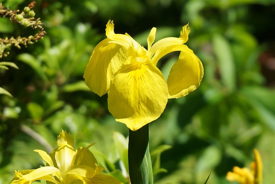 iris, fiore, pianta, primavera, giallo, giardino, natura, pianta fiorita, freschezza, petalo, fragilità, vulnerabilità, bellezza nella natura, testa di fiore, crescita, infiorescenza, avvicinamento, concentrarsi sulle conoscenze acquisite, nessuno, giorno, all'aperto, stelo vegetale, botanica, 2K