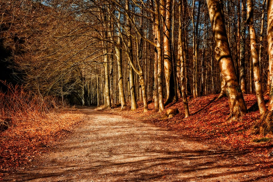 bosc d’arbre marró, bosc, lluny, posta de sol, tarda, naturalesa, abendstimmung, paisatge, arbres, idil·li, il·luminació, idíl·lic, atmosfèric, sol, llum solar, romanç, llibre, kahl, arbre, terra, planta, tronc, tardor, tronc de l'arbre, el camí a seguir, direcció, tranquil·litat, cap gent, bellesa a la natura, escena no urbana, canvi, escena tranquil·la, sendera, dia, creixement, a l'aire lliure, treelined, ruta, 5K