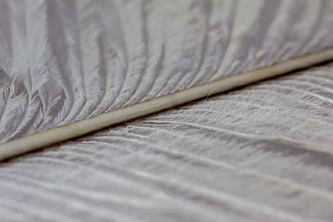 Strauss Spring, ploma, tancar, macro, fons, textura, ploma d’ocells, Strauss, enfocament selectiu, primer pla, a l'interior, cap gent, tèxtil, creativitat, art i artesania, artesania, senzillesa, suavitat, marc complet, natura morta, material, llana, patró, grup d'objectes, mobles, llit, tir de l'estudi, 4K, CC0, domini públic, lliure de regalies