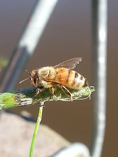insetto, volare, infiorescenza, foglia, hoverfly, estate, linguetta, seduta, calabrone, natura, ala, invertebrato, fauna selvatica, animali allo stato selvatico, animale, un animale, temi animali, avvicinamento, ala animale, nessuno, giorno, concentrarsi sulle conoscenze acquisite, all'aperto, messa a fuoco selettiva, luce del sole, pianta, bellezza nella natura, artropodo, zoologia, 2K, CC0, dominio pubblico, privo di copyright