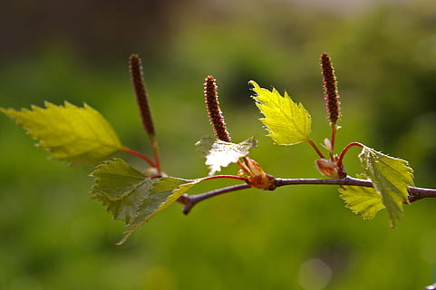 Grün, Blatt Nahaufnahmefoto, Blatt, Birkenblatt, Frühling, Birke, Natur, Geäst, neues Wachstum, Frühlingserwachen, Ast, Knospe, Zeichen des Frühlings, schließen, blühen, Flora, Garten, ästhetisch, jung, junger Zweig, junge fuhr, Baum, kleinerer Zweig, Wachstum, Beleuchtung, Motor, grünes Blatt, junge Blätter, Junge schießt, frische Triebe, sprießen, Erwachen, lebe neu, frisch, Spross, frische Fahrt, wachsen, Pflanze, Schönheit in der Natur, Nahansicht, Pflanzenteil, Fokus auf den Vordergrund, Zerbrechlichkeit, Blume, Verletzlichkeit, blühende Pflanze, Tag, grüne Farbe, keine Leute, Frische, draußen, Pflanzenstamm, selektiver Fokus, Blütenkopf, 2K, CC0, gemeinfrei, lizenzfrei
