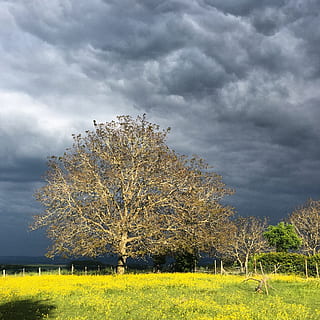 tree, sky, walnut, plant, cloud - sky, beauty in nature, land, environment, grass, field, nature, growth, landscape, scenics - nature, no people, day, yellow, tranquil scene, tranquility, non-urban scene, outdoors, 1080P, CC0, public domain, royalty free