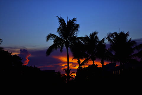 beach, city, silhouette, palm trees, sunset, tree, sky, palm tre, forest, woodland, blue, summer, sun set, florida, palm tree, plam, miami beach, tropical climate, plant, beauty in nature, heat - temperature, no people, nature, scenics - nature, land, burning, fire - natural phenomenon, tranquil scene, cloud - sky, orange color, outdoors, tranquility, coconut palm tree, romantic sky, 5K, CC0, public domain, royalty free