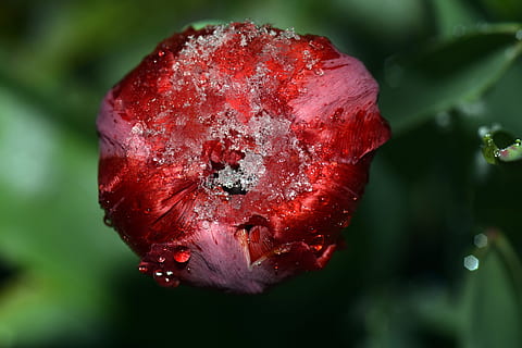 Tulip, Red, Spring, Flowers, red tulip, spring, flowers, nature, spring flower, macro, close, early bloomer, schnittblume, winter blast, snow, snow on flower, snow on the tulips, frost, april, april weather, unstable, uncertain, drip, beautiful, greeting card, ornamental flower, close-up, poppy, no people, drop, plant, flower, focus on foreground, flowering plant, freshness, growth, beauty in nature, inflorescence, fragility, vulnerability, petal, flower head, outdoors, day, maroon, 5K, CC0, public domain, royalty free