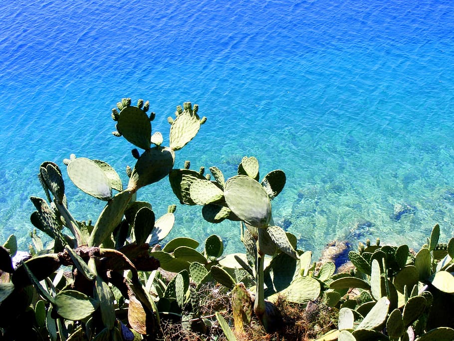 cactus, aigua, genial, blau, creixement, planta, mar, naturalesa, planta suculenta, bellesa a la natura, cap gent, dia, tranquil·litat, cactus de figuera de moro, llum solar, escena tranquil·la, terra, escenics - natura, a l'aire lliure, cel, 2K