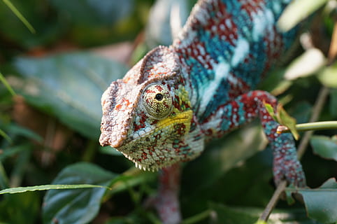 groen, rood, kameleon, hagedis, insecteneter, dierlijke thema's, dier, dierenleven, reptiel, één dier, dieren in het wild, gewerveld, detailopname, fabriek, geen mensen, deel van de plant, focus op de voorgrond, natuur, blad, dag, dierlijke lichaamsdeel, buitenshuis, camouflage, dierenkop, dierlijke schaal, leguaan, 4K, CC0, publiek domein, royaltyvrij