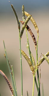odihnă, plantă, armonie, a închide, creştere, natură, frumusețe în natură, nici o persoana, să se concentreze asupra primelor elemente, zi, plante stem, Culoarea verde, în aer liber, camp, liniște, selectiv, a decupa, agricultură, lumina soarelui, teren, prospeţime, floare, fir de iarbă, 2K, CC0, domeniu public, fără drepturi de autor