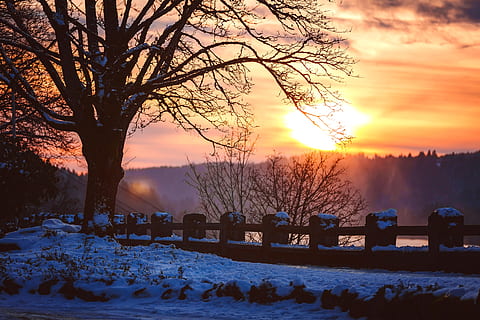 kold, sne, lys, daggry, baggrundsbelyst, dagslys, skumring, Oregon, udendørs, parkere, naturskøn, silhuet, himmel, sol, solopgang, solnedgang, træ, vejr, vinter, kold temperatur, bare træ, plante, skønhed i naturen, natur, scenics - natur, ingen mennesker, orange farve, Mark, dækker, ro, rolig scene, ikke-urbane scene, 5K, CC0, offentligt domæne, royaltyfrie