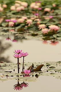 rosado, flores de lis, agua, tiempo de día, loto, reflexión, flor, naturaleza, color rosa, planta, verano, cabeza de flor, pétalo, planta floreciendo, belleza en la naturaleza, frescura, vulnerabilidad, fragilidad, lago, lirio de agua, crecimiento, de cerca, día, hoja, nadie, lirio de agua de loto, primavera, flotando en el agua, al aire libre, púrpura, 2K, CC0, dominio público, libre de derechos