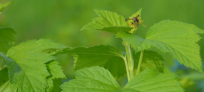 Vespa, insecte, tancar, estiu, verd, naturalesa, jardí, animal, full, veritable vespa, planta, món animal, insecte de vol, color verd, un animal, temes d'animals, animals a la natura, part de la planta, fauna animal, invertebrat, primer pla, cap gent, a l'aire lliure, creixement, dia, menjar, camuflatge, petit, 2K, CC0, domini públic, lliure de regalies