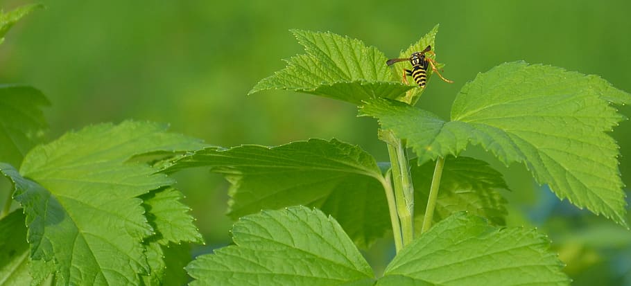 Vespa, insecte, tancar, estiu, verd, naturalesa, jardí, animal, full, veritable vespa, planta, món animal, insecte de vol, color verd, un animal, temes d'animals, animals a la natura, part de la planta, fauna animal, invertebrat, primer pla, cap gent, a l'aire lliure, creixement, dia, menjar, camuflatge, petit, 2K